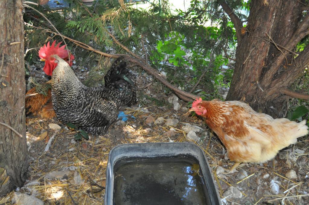 Farm Stay Il Carro Del Colle Collevalenza Ngoại thất bức ảnh