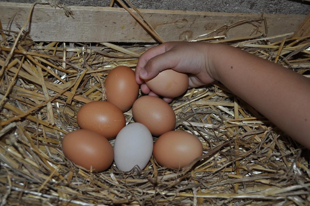 Farm Stay Il Carro Del Colle Collevalenza Ngoại thất bức ảnh